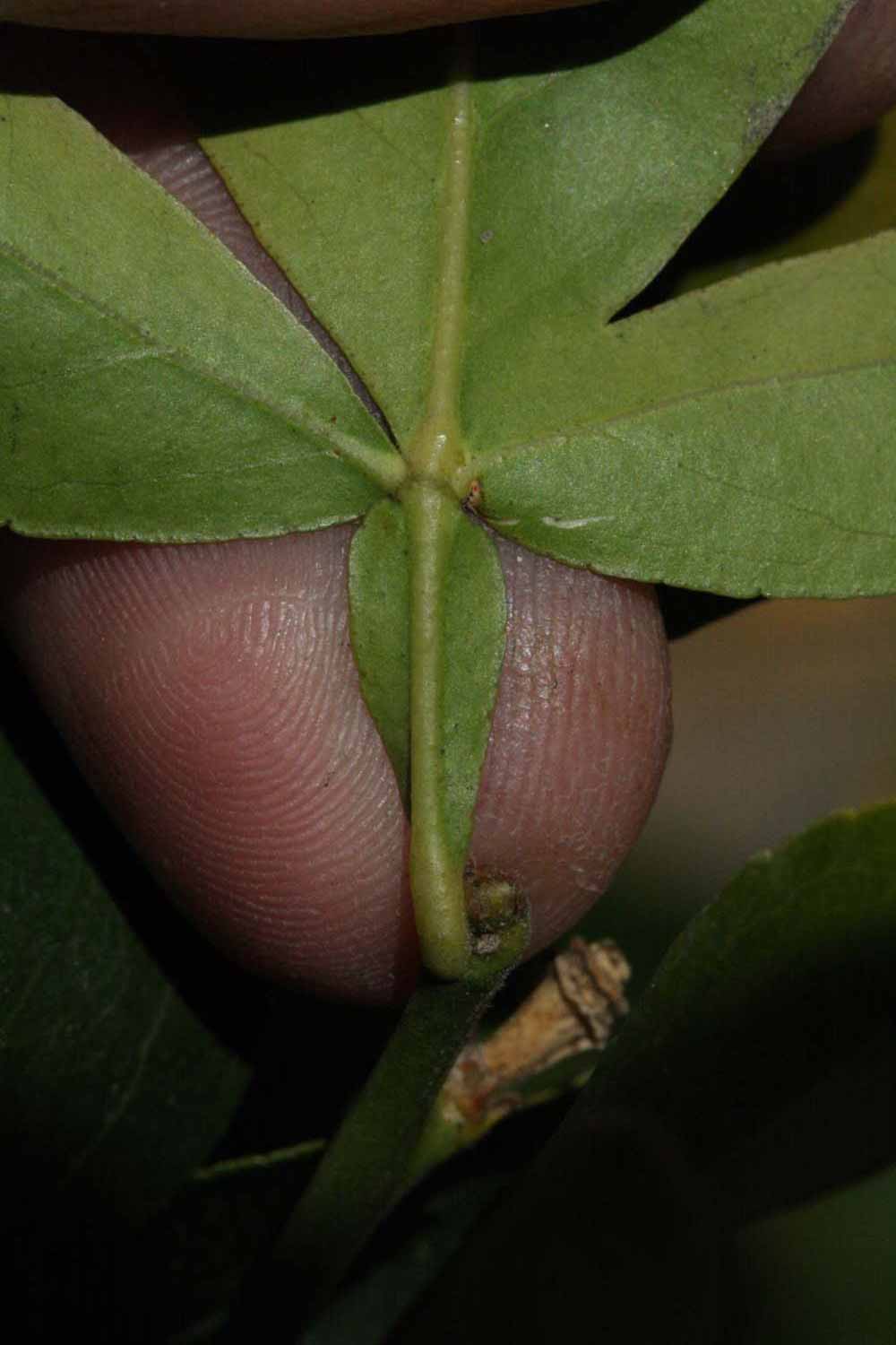              Petiole (Riverside, CA)       